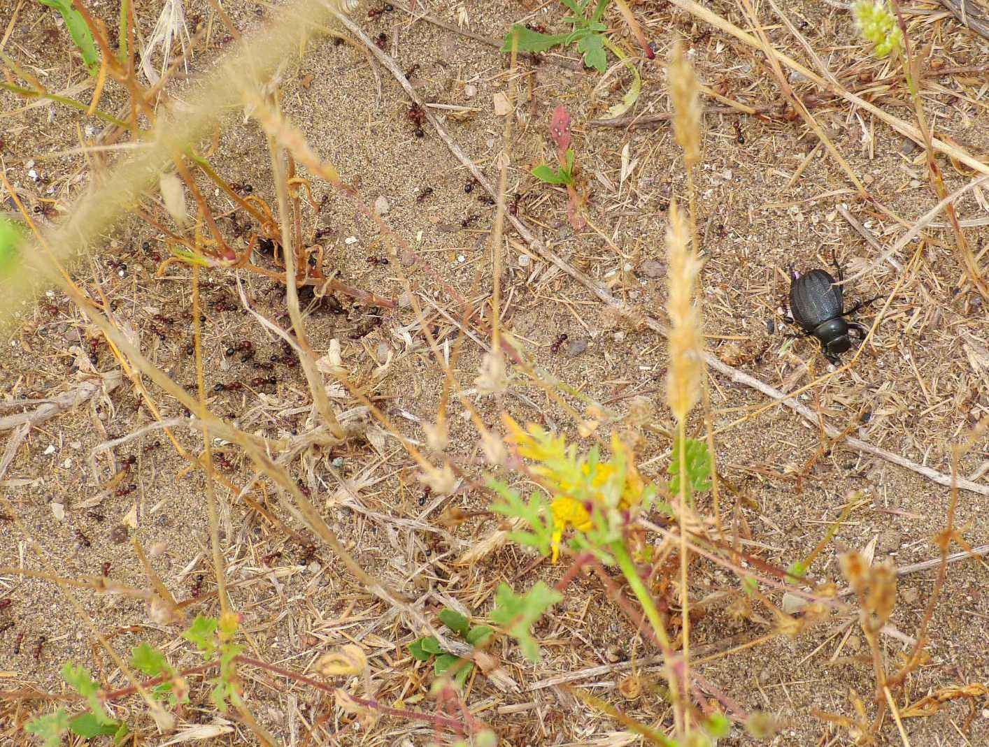 Tenebrionidae che rubano alle formiche